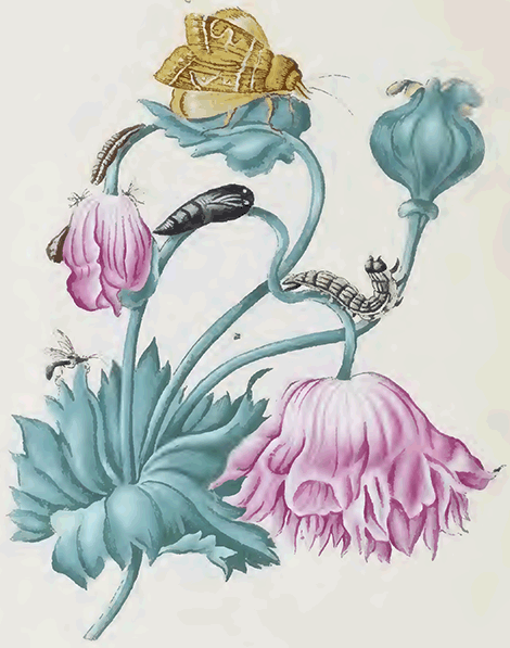 illustratie