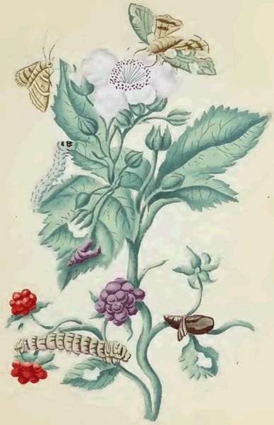 illustratie