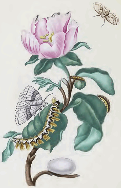 illustratie