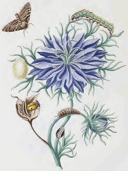 illustratie