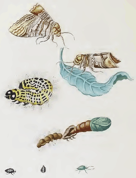 illustratie
