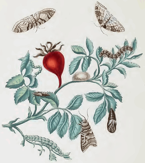 illustratie