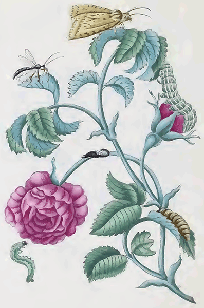 illustratie