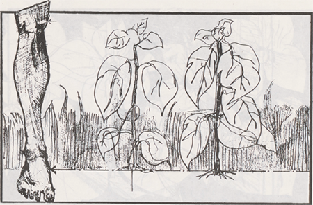 illustratie