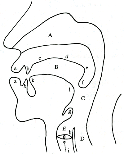 articulatie g