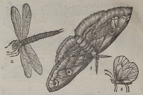 illustratie
