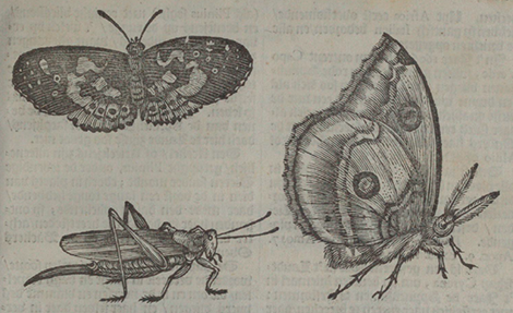 illustratie