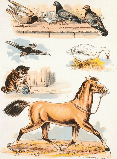illustratie