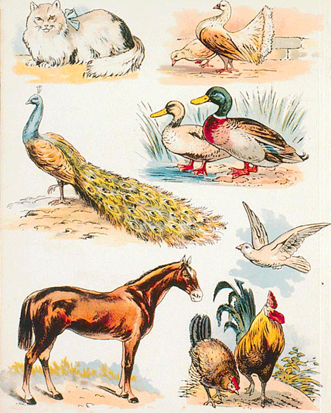 illustratie