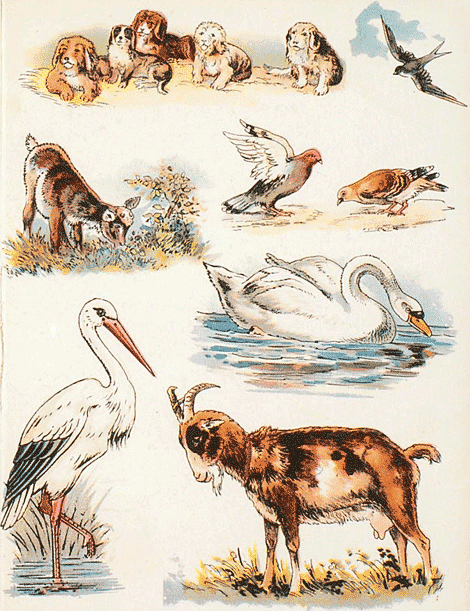 illustratie