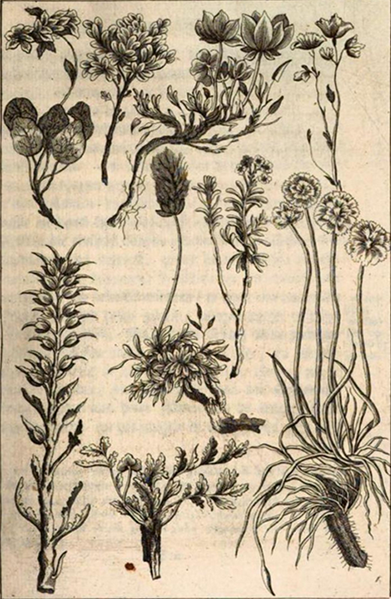 illustratie