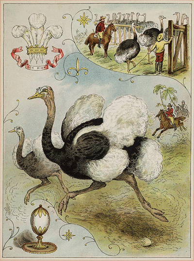 illustratie