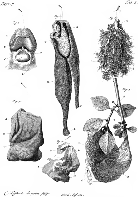 illustratie