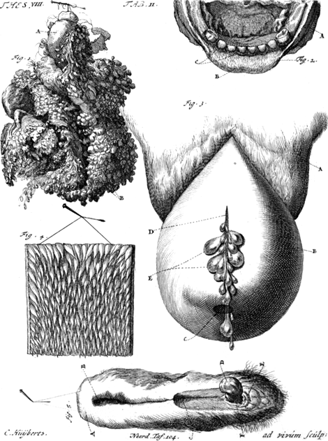 illustratie