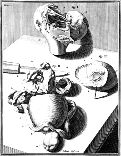 illustratie