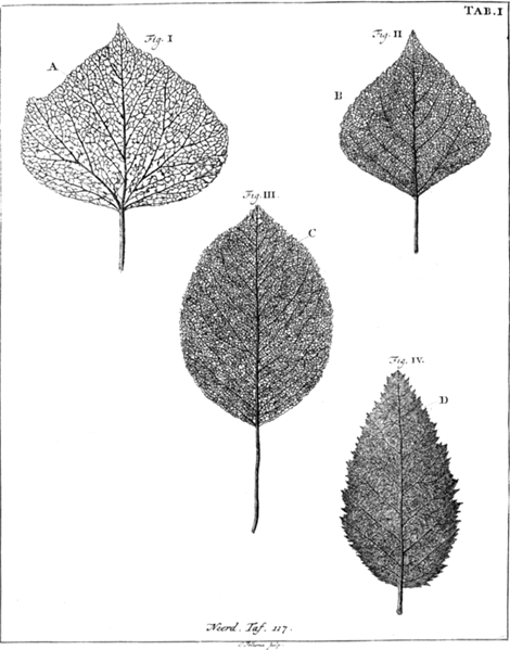 illustratie