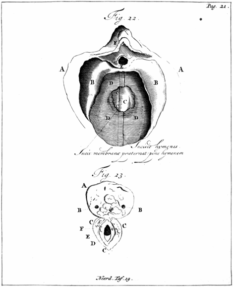 illustratie