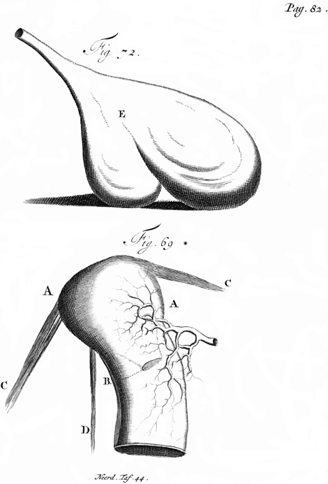 illustratie