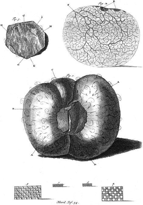 illustratie