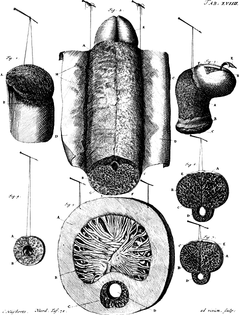 illustratie