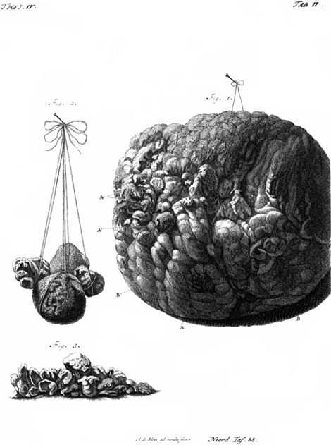 illustratie
