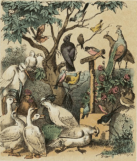 illustratie