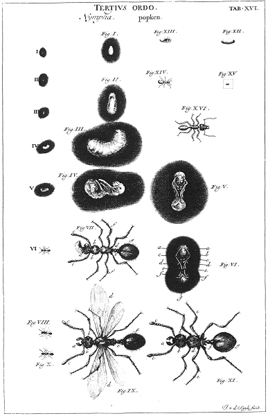 illustratie