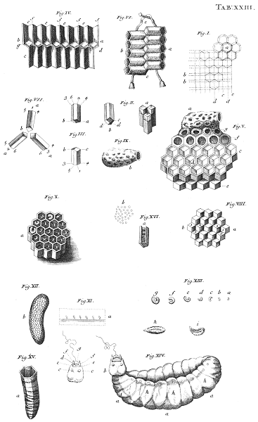 illustratie