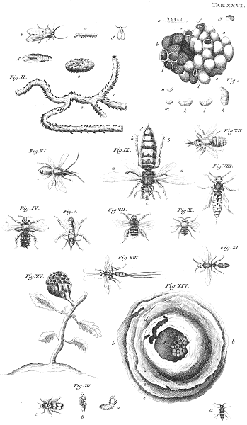illustratie