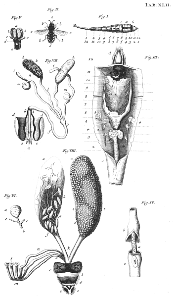 illustratie