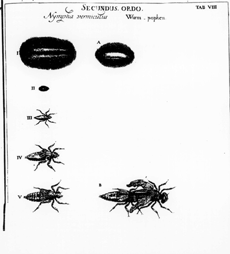 illustratie