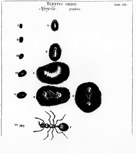 illustratie