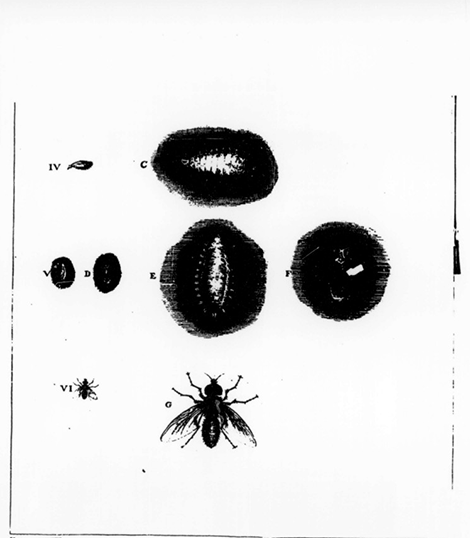 illustratie