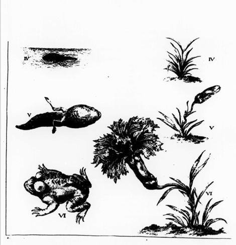 illustratie