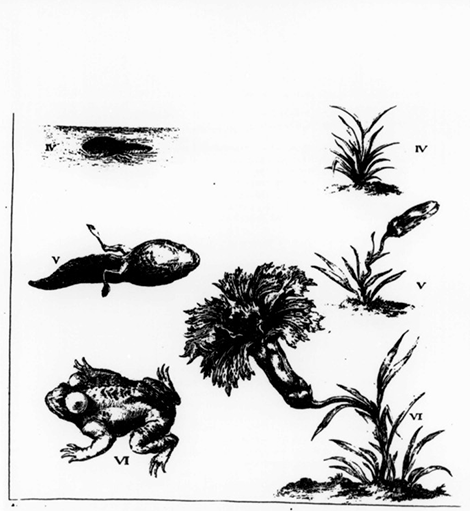 illustratie