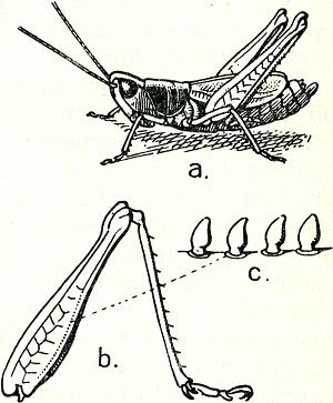 illustratie