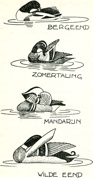 illustratie