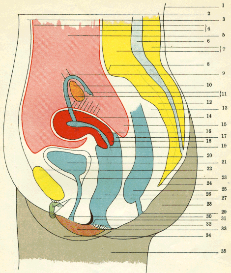 illustratie