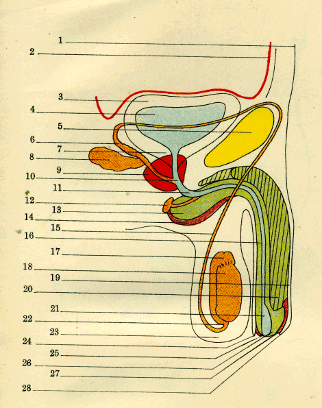 illustratie