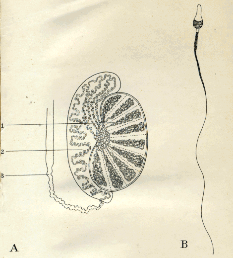 illustratie