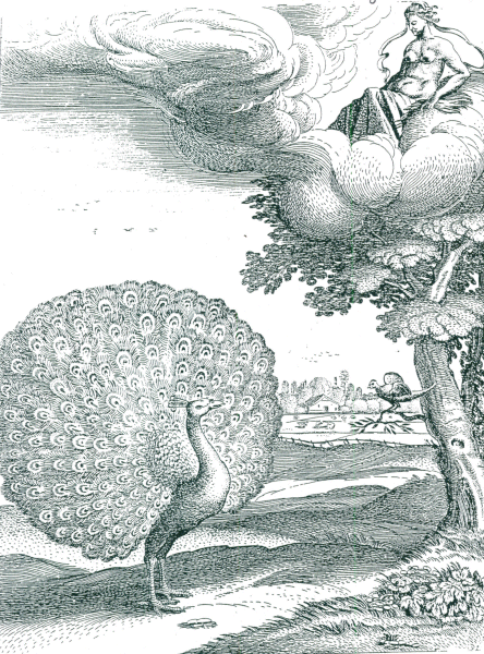 illustratie