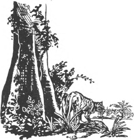 illustratie